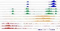 Wie Umwelt und Genetik unsere Erbanlagen beeinflussen - Erste europäische Studie vorgelegt