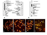 Genom des Bilharziose-Erregers Schistosoma mansoni entschlüsselt
