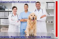 Hunde-Arthrose: Stammzellentherapie revolutioniert die Behandlung von Gelenkerkrankungen bei Hunden