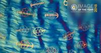 Olympus Image of the Year - Kunst in der Wissenschaft