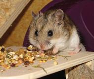 Bielefelder Genomforscher entschlüsseln das Hamstergenom