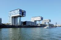 Olivenbäume über dem Rhein