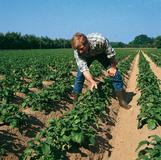 Bayer CropScience und Mendel Biotechnology entwickeln gemeinsam resistenzbrechende Technologie