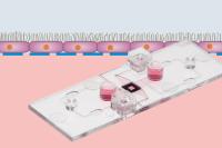 Establish Lung Models With the µ-Slide Membrane ibiPore Flow