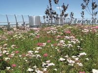 Totally new green roof options