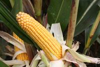 Ertragreiche FarmSaat-Maissorte FARMERINO erhält Sortenzulassung