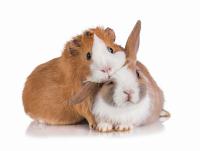 IMAP berät Lampe Privatinvest beim Verkauf der Bunny Tierernährung GmbH an Maxburg Capital Partners
