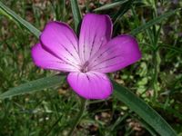 Pflanze des Monats Juni im Botanischen Garten Rostock