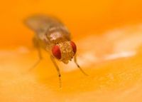 Sommerliche Plagegeister: Fruchtfliegen und Blattläuse