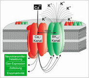 Ionenkanal-Superkomplexe - neue Proteinmaschinen der Neurobiologie