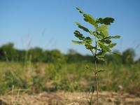 „Plant a tree“ - Wortmann AG spendet Bäume für Ihre Partner