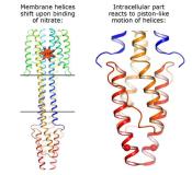 Mechanismus des bakteriellen Geruchssinns entdeckt