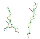 "Stille Mutationen" können Krebszellen verändern