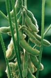 Bayer CropScience erhält Zulassung für Liberty-Link-Sojabohnen in Argentinien