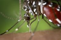 Entwicklung von Chikungunya-Virus-Impfstoffen - Lernen von der Immunantwort auf die Infektion