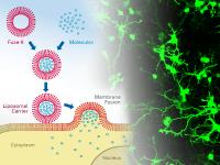 Fuse-It-mRNA - Der schnellste Weg zur Proteinsynthese