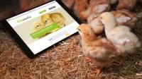 Auf der neuen "Ovopedia" finden Küken ihr virtuelles Nest