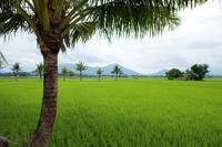 Bayer CropScience und das Internationale Reisforschungsinstitut (IRRI) bauen wissenschaftliche Kooperation aus