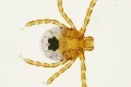 Ticks on the run