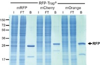 ChromoTek Launches RFP-Trap® and GFP-Booster for Bioimaging