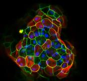 Langfristige Expansion von Leber- und Bauchspeicheldrüsen-Zellen in 3D Organoidkulturen
