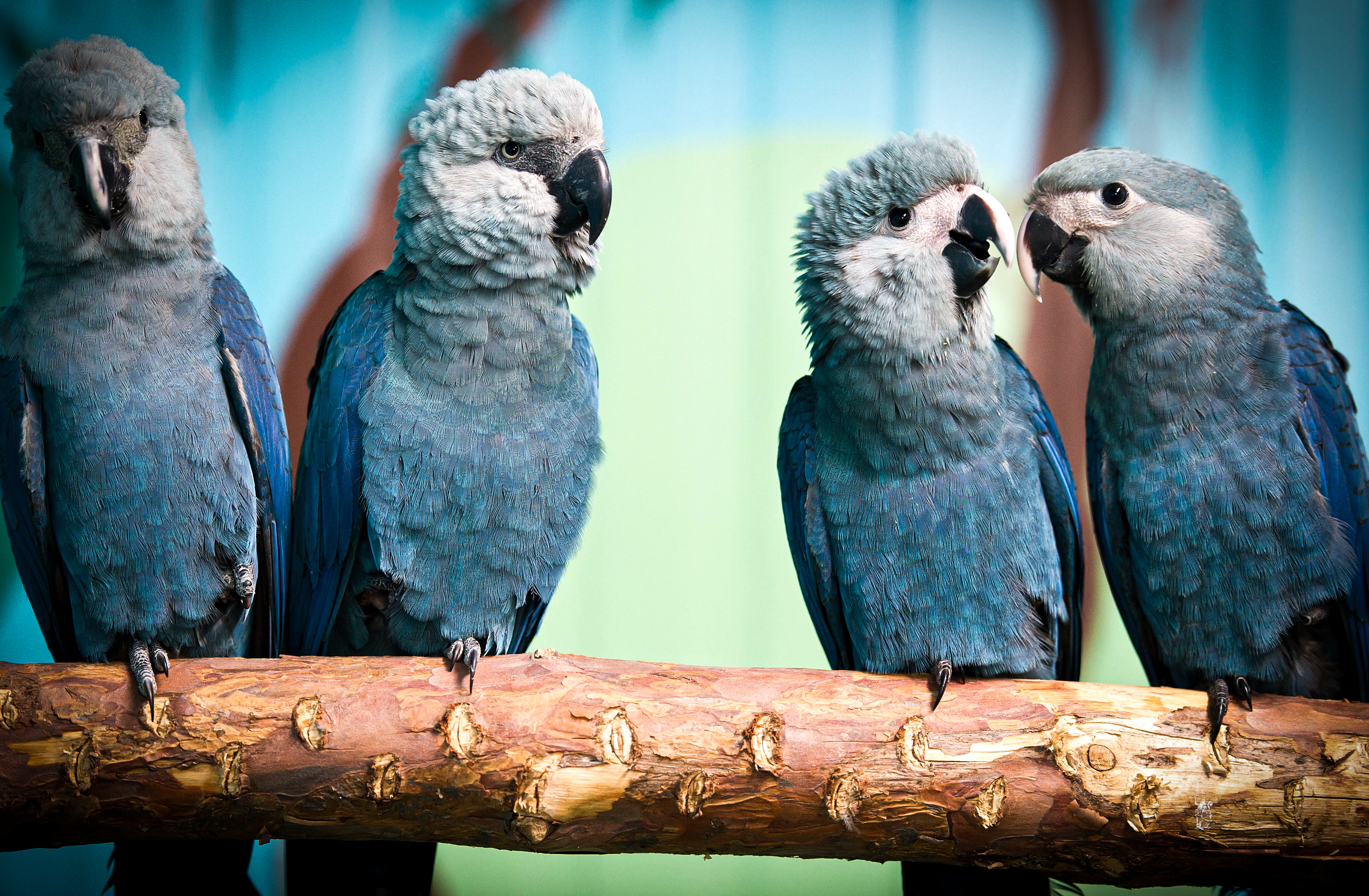 В зоопарке живут 5 видов попугаев. Голубой попугай ара. Голубой ара Бразилия. Попугай ара гиацинтовый. Ара Спикса попугай.