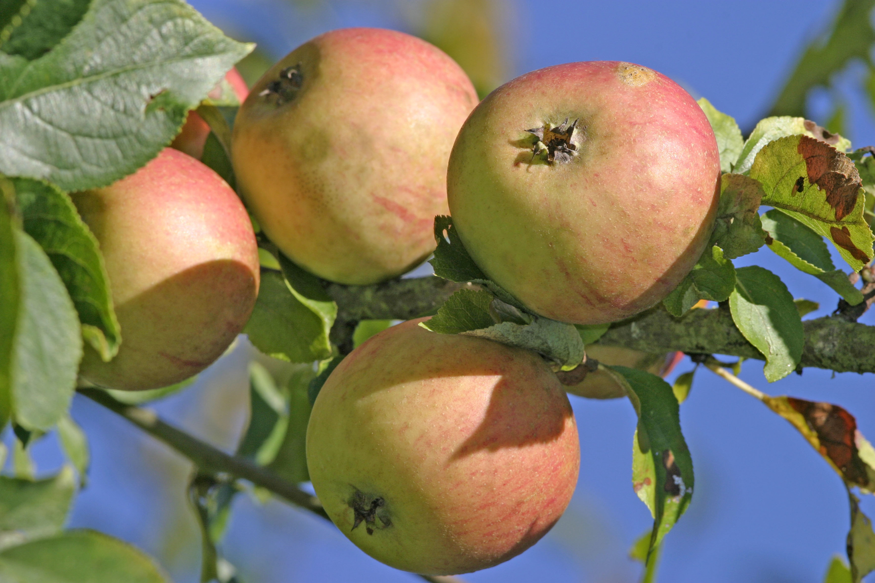 Alte Apfelsorten im Garten, AVIV Germany GmbH, Story PresseBox