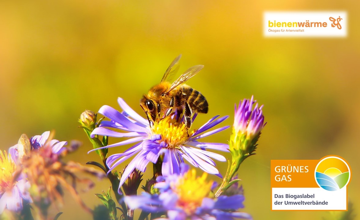 Bienenwarme Ausgezeichnet Mit Dem Grunes Gas Label Gruner Strom Label E V Pressemitteilung Pressebox