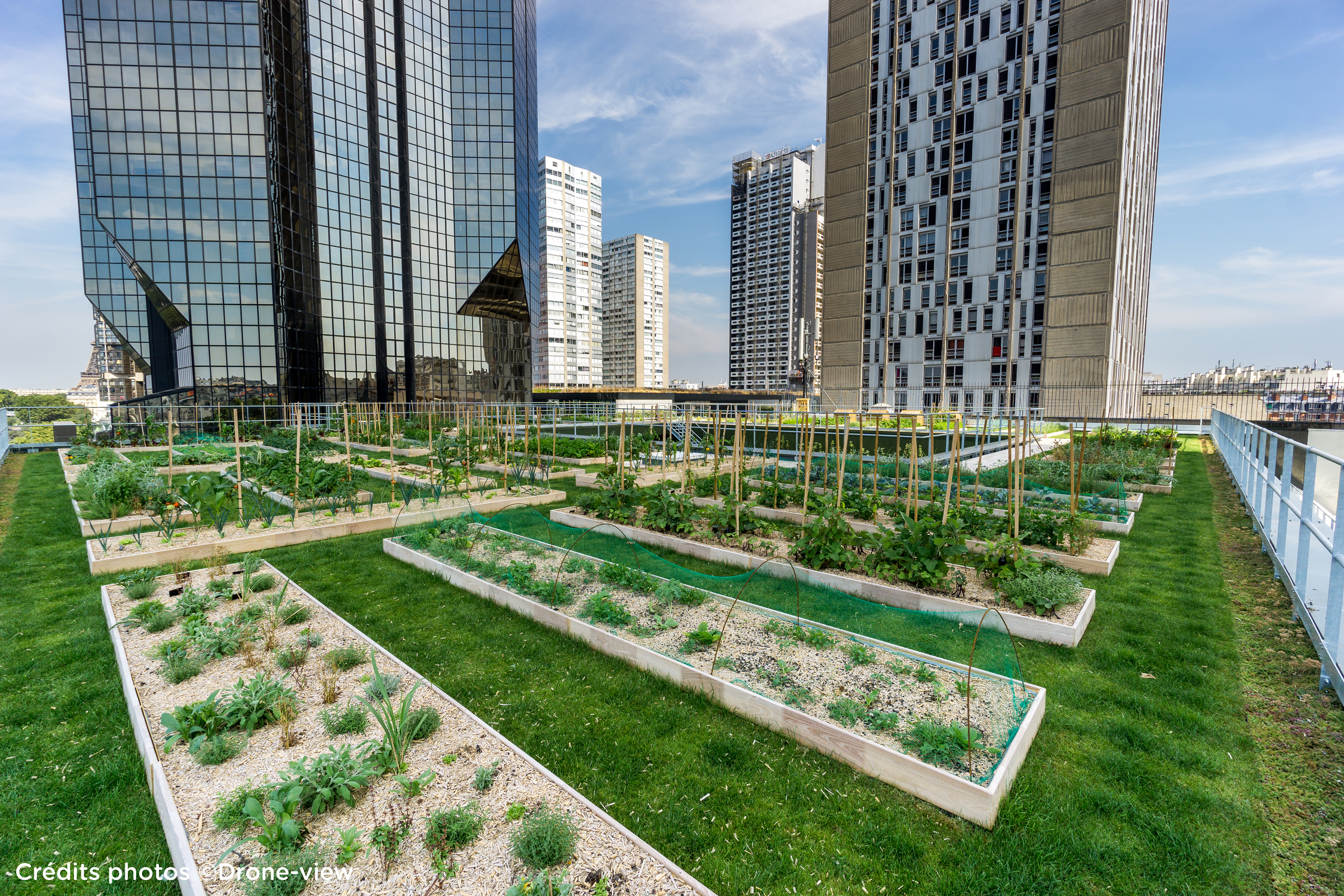 Фермерство в башне 58. Urban Farming (городское сельское хозяйство). Ле кордон Блю сад на крыше. Озеленение крыш домов. Огород на небоскребе.