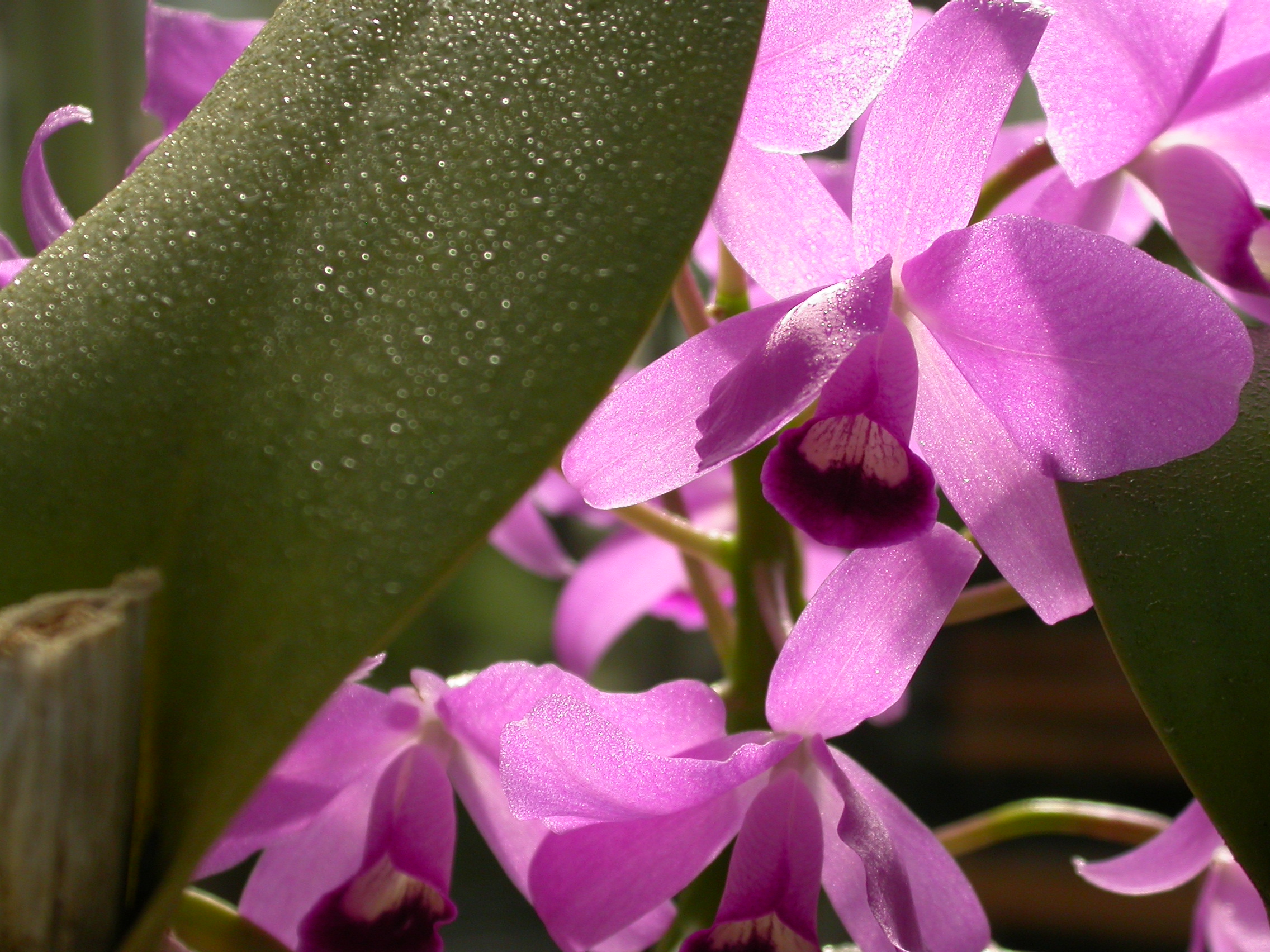 Faszination Orchideen Ausstellung im Botanischen Garten mit Verkauf