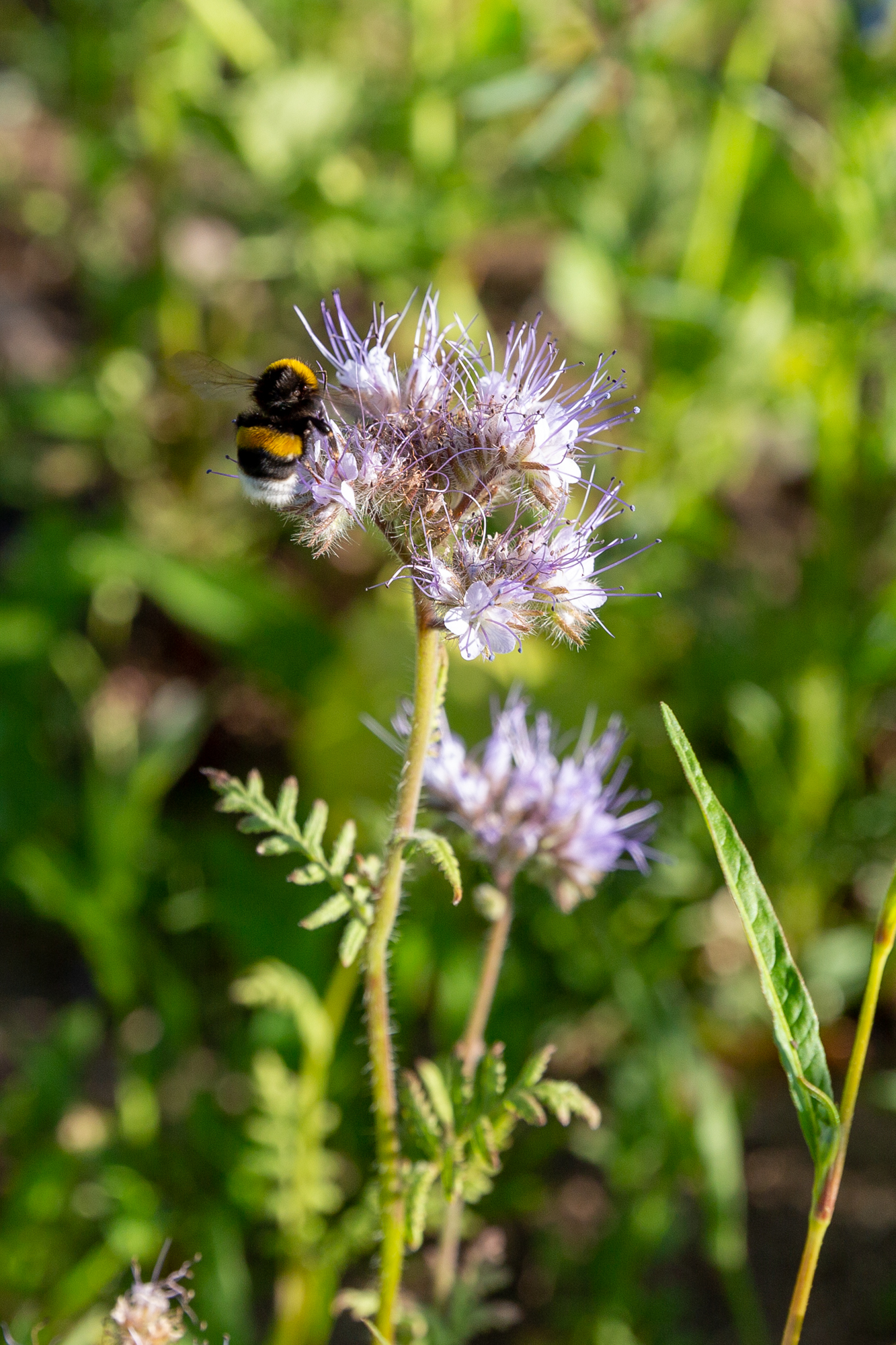 Freie Kost und Logis für Insekten, WEMAG AG, Story PresseBox