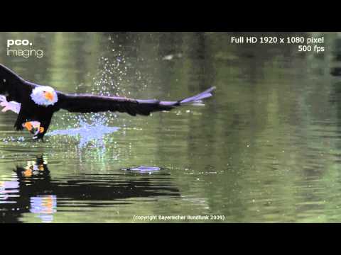high speed - bald eagle in slow motion