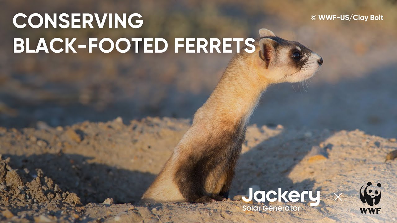 The most Endangered Mammal in North America: the Black-Footed Ferret @WWF