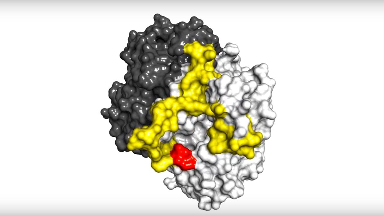 Beweglichkeit des Proteinkomplexes PqsBC