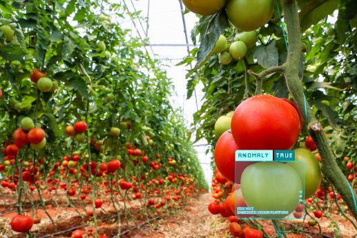 PIC_ids-NXT_23-03_application-artificial-intelligence-anomaly-detection-tomatoes-green_4000x2667.jpg