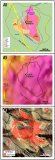 Abbildung 1. Plankarten des Porphyrsystems auf El Perdido.  A) Geologische Karte mit den Ausmaßen der Kali- und Phyllitalteration. B) Reduzierung auf magnetische Pole 2025. C) ASTER-Daten mit Phyllit-Ton-Alteration 2025