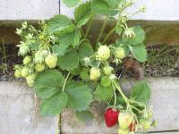 Vertikaler Naschgarten mit zusätzlicher Anbaufläche mitten in der Stadt. Fotos: UNIKA