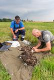 WEMAG-Mitarbeiter Holger Külper (li.) assistiert Torsten Marczak beim Beringen der jungen Fischadler. Foto: WEMAG/Stephan Rudolph-Kramer