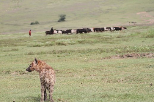 csm_Spotted_hyena_with_Maasai_pastoralist_and_cattle_in_Ngorongoro_Crater__photo_Oliver_Hoener__.jpg