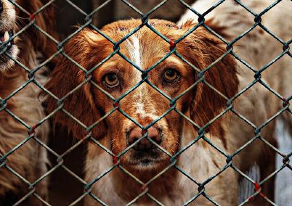 Nicht nur Menschen, sondern zum Beispiel auch Tiere in Tierheimen profitieren von Charity