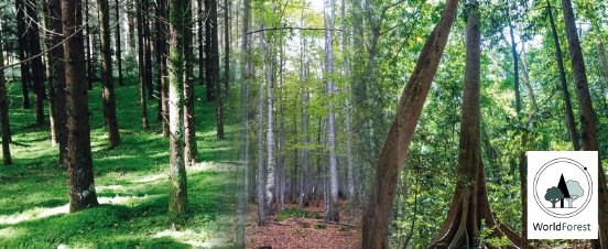 GAF_PR_WorldForest.png