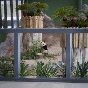 Die Balustrade am Panda-Gehege ist mit dem Antireflexionsglas Pilkington OptiView™ Ultra T Protect ausgestattet und bietet so gleichzeitig Sicherheit und eine uneingeschränkte Durchsicht