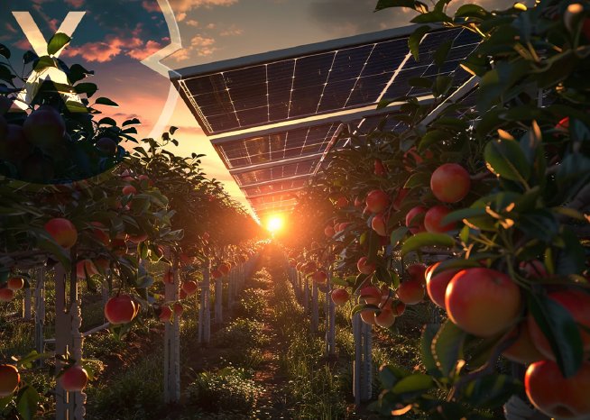 agri-pv-sonnenbrand-vermeiden-1200px-png.png.webp