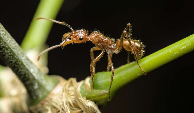 Ectatomma_tuberculatum_2400x1400-1440x840.jpg