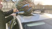 Weihnachtsbaumtransport