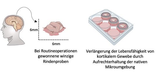 Hirntumorforschung%20mit%20Humangewebe.jpg