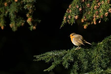 Biodiversität im Wald