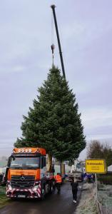 Weihnachtsbaum: 15 Meter hohe Coloradotanne aus Thüringen auf dem Weg zum Brandenburger Tor