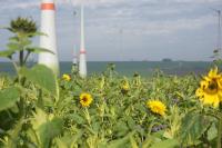 Energiestiftung Sintfeld startet neue Artenschutz-Aktion "Blühende Landschaften" - mehrjährige Blühstreifen werden gefördert