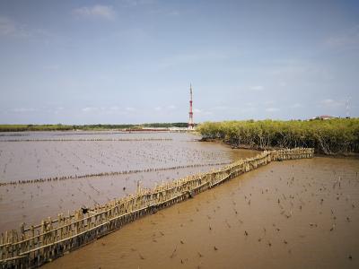 Wiederaufforstung der Mangroven-Wälder im Mekong-Delta